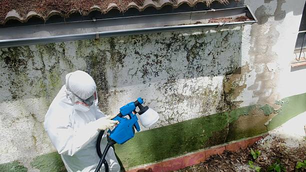 Trusted Mold Removal service in Stratford, NJ - Cheap Mold Removal